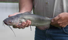 click here to view Fortune Fish Seafood Catfish Products