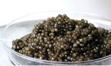 Caviar Russe