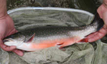 click here to view Fortune Fish Seafood Finfish Products