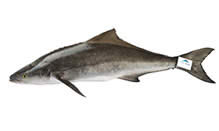 Cobia