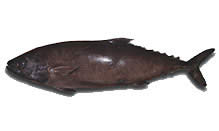 click here to view Fortune Fish Seafood Escolar Products