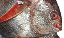 click here to view Fortune Fish Seafood Opah Products