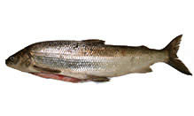 click here to view Fortune Fish Seafood Whitefish Products