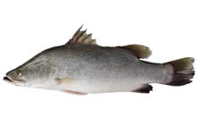 click here to view Fortune Fish Seafood Barramundi, Fega Products