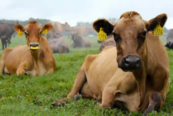 sweetgrasscows
