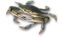 click here to read more about Soft Shell Blue Crabs