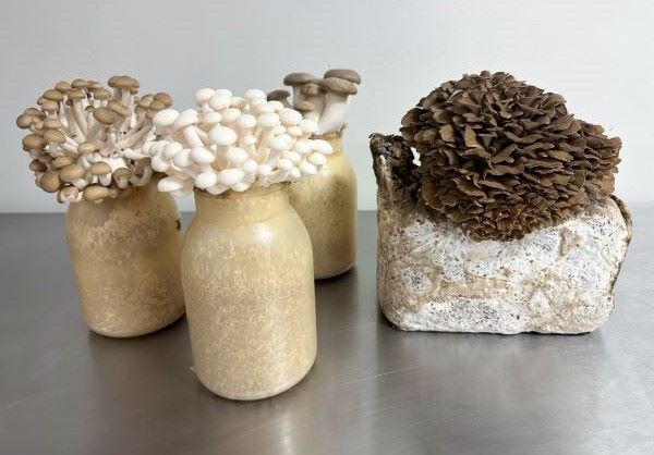 mushroomgrown-in-jars-mixed