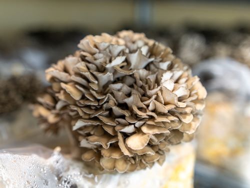 mycopia-gourmet-mushroomsclose-up-of-maitake-mush