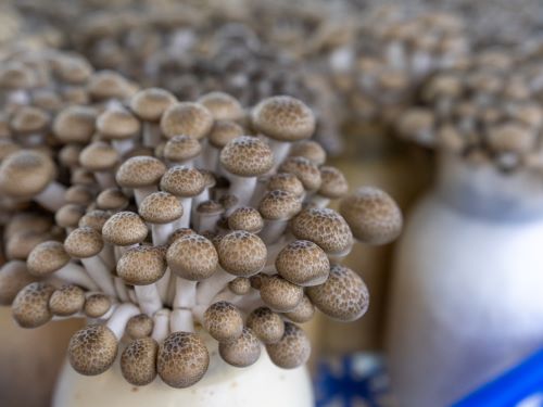 mycopia-gourmet-mushroomsshimeji-mushrooms-close