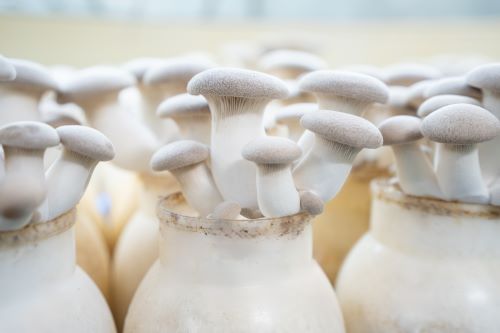 mycopia-gourmet-mushroomstrumpet-mushrooms-close