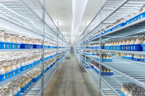 mycopia-gourmet-mushroomstrumpet-mushrooms-on-she