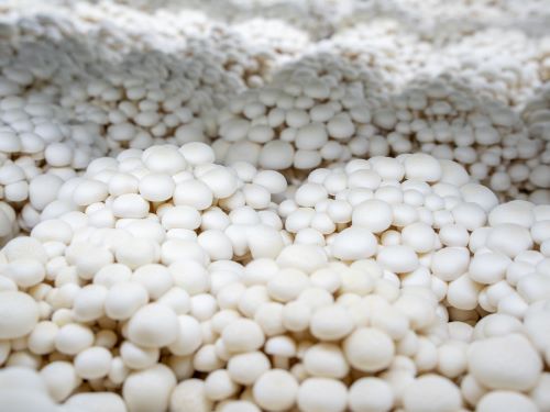 mycopia-gourmet-mushroomswhite-beech-mushrooms-cl