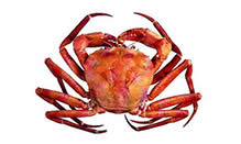 click here to read more about Red Crab