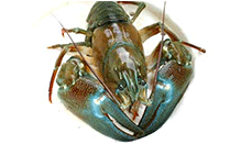 click here to read more about Signal Crawfish