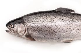 Steelhead, Riverence