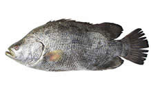 Tripletail, Atlantic